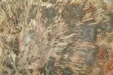 Triassic Petrified Wood Slab - Zuni Mountains, New Mexico #322684-1